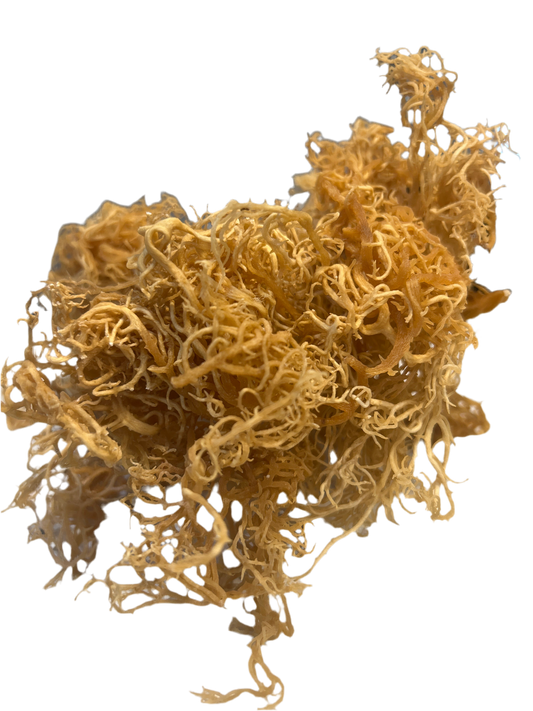 2oz (St. Lucia Wildcrafted Gold Raw Sea Moss)